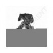 Unidad de rodamiento en dos partes SNT522-619+22319-K-EJ-W33-TIMKEN